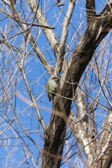 冬の青空の下で木を突くアオゲラ