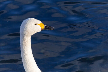 Fototapeta premium 水面から何かを見つめるコハクチョウ