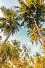 Fototapeta na wymiar Summer beach background palm trees against blue sky banner panorama, travel destination. Tropical beach background with palm trees silhouette at sunset. Vintage effect. Meditation peaceful nature view