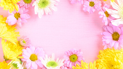 Chrysanthemum flower on pink background with copy space, spring season