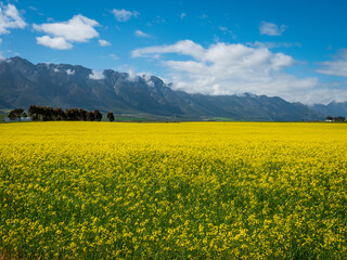 Canola or rapeseed fields and the Witzenberg Mountains near Tulbagh. Boland. Western Cape. South...