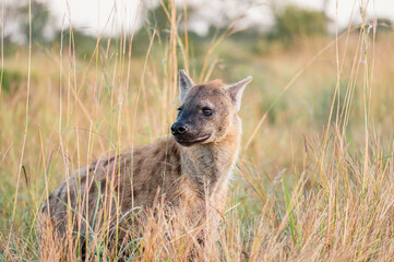 Hyäne im Krüger Nationalpark - 562047339