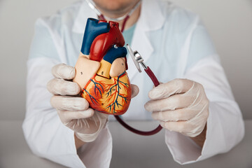 Cardiologist holding anatomical heart model and stethoscope in hands