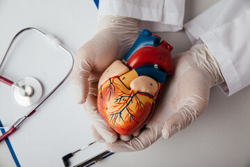 Doctor holding an anatomical model of the heart. Close -up. Disease prevention concept