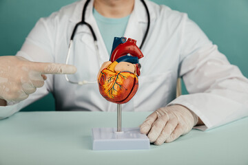 Doctor shows an anatomical model of the heart on a table. Healthcare and disease prevention concept