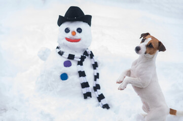 Jack Russell Terrier dog making a snowman. Winter fun.