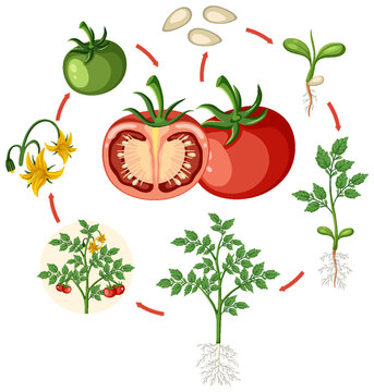 Life cycle of a tomato plant diagram
