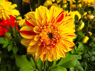 Beautiful dahlia pinnata yellow and red flower in full bloom
