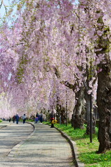 日中線の枝垂桜並木。喜多方、福島、日本。４月下旬。