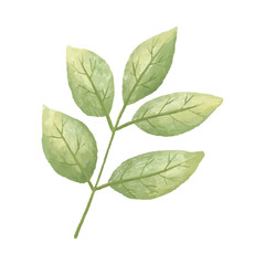 cute vector botanical branch, leaf, hand painted illustration