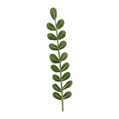 cute vector botanical branch, leaf, hand painted illustration