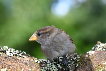 wild bird close-up on a branch