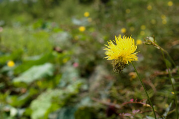 Photo of a yellow flower in full bloom on a blurred background.
