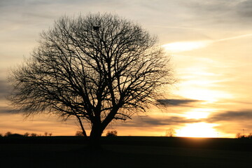 Fototapeta na wymiar Baum mit Sonnenuntergang