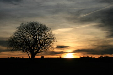 Baum mit Sonnenuntergang - 562053361