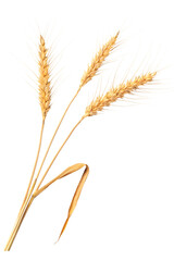 Three Stalks Of Wheat - 562053928