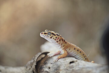 Beautiful leopard gecko