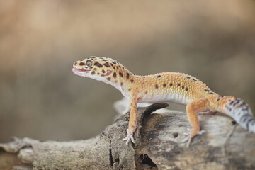 leopard gecko on a dry wood