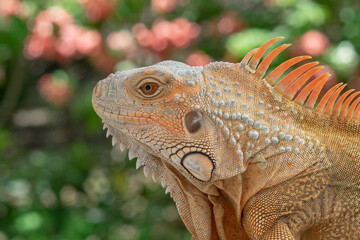 Beautiful iguana