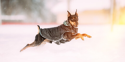 Obraz premium Funny Black Miniature Pinscher Zwergpinscher, Min Pin Dog Playing And Running Outdoor In Snow, Winter Season.