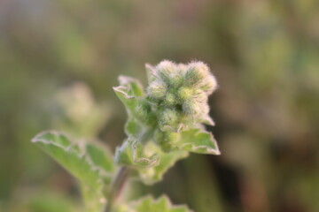 A beautiful landscape that looks like a flower