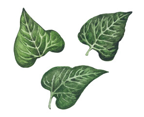 Obraz premium Set of watercolor green sunflower leaves isolated on white background. Illustration of large green leaves.