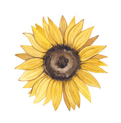 Sunflower watercolor flower. Hand drawn illustration isolated on white background. Design element for molding. yellow summer flower. Ideal for fabric, textile, postcard and invitation design.