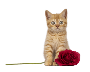 Cute red British Shorthair cat kitten, sitting up facing front with fake red rose flower. Looking straight to camera. Isolated cutout on a transparent background.