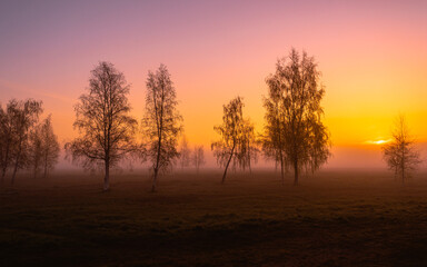 Fototapeta na wymiar orange sunrise in the fog and trees
