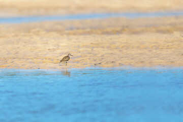 Common sandpiper (Actitis hypoleucos), small Palearctic wader. Bird in on river bank. Kivalo, Madagascar wildlife animal