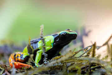 Mantella baroni (known as Baron's mantella, the variegated golden frog, or the Madagascar poison frog. Poisonous endemic frog in the family Mantellidae. Reserve Peyrieras Madagascar wildlife animal