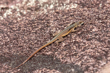 Grandidier's Madagascar swift (Oplurus grandidieri), endemic species of saxicolous (rock dwelling) lizard in the family Opluridae, Andringitra National Park, Madagascar animal wildlife