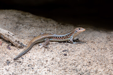 Zonosaurus karsteni, Karsten's girdled lizard, endemic species of lizard in the family Gerrhosauridae, Tsingy De Bemaraha, Madagascar wildlife animal