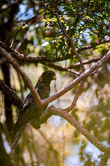Lesser vasa parrot or black parrot (Coracopsis nigra) Endemic bird perched on tree branch, Zombitse-Vohibasia National Park, Madagascar wildlife animal