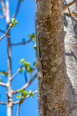 Phelsuma mutabilis is diurnal species of gecko that is native to south-west Madagascar and typically dwells on trees and bushes, Female on three trunk, Arboretum d'Antsokay, Madagascar wildlife animal