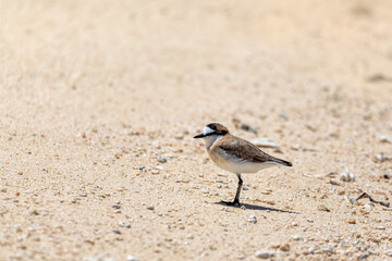 White-fronted plover or white-fronted sandplover bird (Charadrius marginatus), small shorebird of the family Charadriidae that inhabits sandy beaches, Nosy Ve, Madagascar wildlife animal