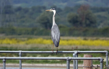 A grey heron perching on a metal railing on a summer's day.
