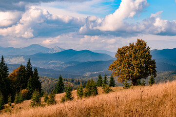 Beautiful colorful autumn trees in the wonderful Carpathians in picturesque Ukraine.