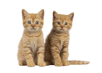 2 Red British Shorthair cat kittens, sitting beside each other facing camara. Both looking straight to camera. Isolated cutout on a transpareRed British Shorthair cat kittens on transparent background