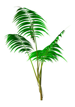 3D Rendering Kentia Palm Tree on White