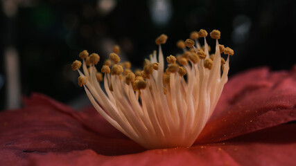 Close-up macro view of the core of an azalea flower
