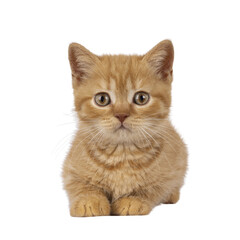 Red British Shorthair cat kitten, laying down facing front. Looking straight to camera. Isolated...