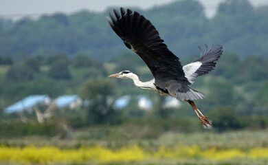 A grey heron taking off in flight across a UK nature reserve. 