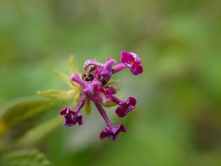 bee on flower
