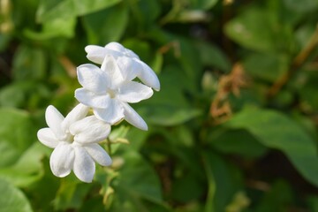 Obraz na płótnie Canvas Jasmine flower in the home garden