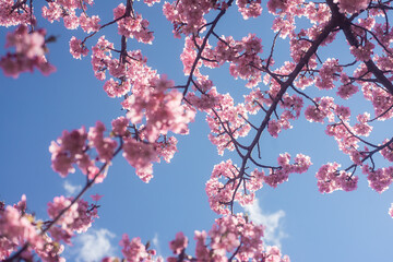 河津桜と空