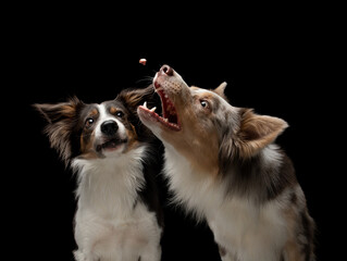 Two dogs catch a piece of food. Funny muzzle border collie. Wide angle. Pet on black