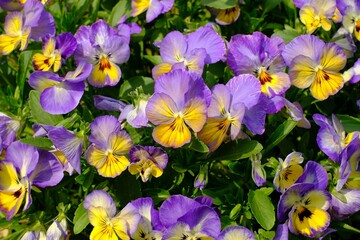 red purple pansy in full blooming