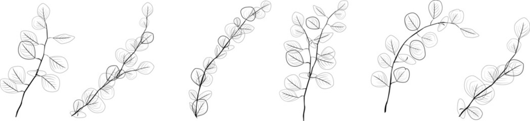 Eucalyptus branches collection.Set of differents black eucalyptus branches. Natural leaves and branches designer art tropical elements set. Hand drawn,one line eucalyptus leaves and branches. © Tally 18