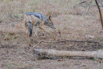 The black-backed jackal, also called the silver-backed jackal, is a medium-sized canine native to eastern and southern Africa..